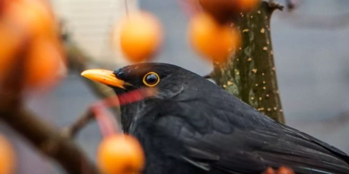 Der Gesang der Amsel ist ab Februar fast überall in der Schweiz zu hören. (Archivbild) gesng vogel amsel