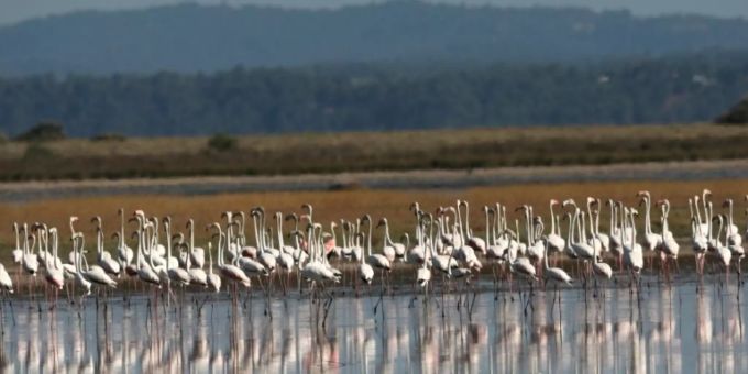 Die Flamingo-Kolonie in Agios Mamas im Juli Die Flamingo-Kolonie in Agios Mamas im Juli