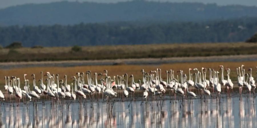 Die Flamingo-Kolonie in Agios Mamas im Juli