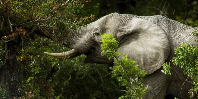 Ein Elefant im Krüger-Nationalpark in Südafrika. elefant