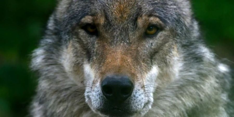 Wolf im Wolfcenter Verden