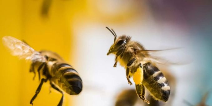 Bienen Bienen