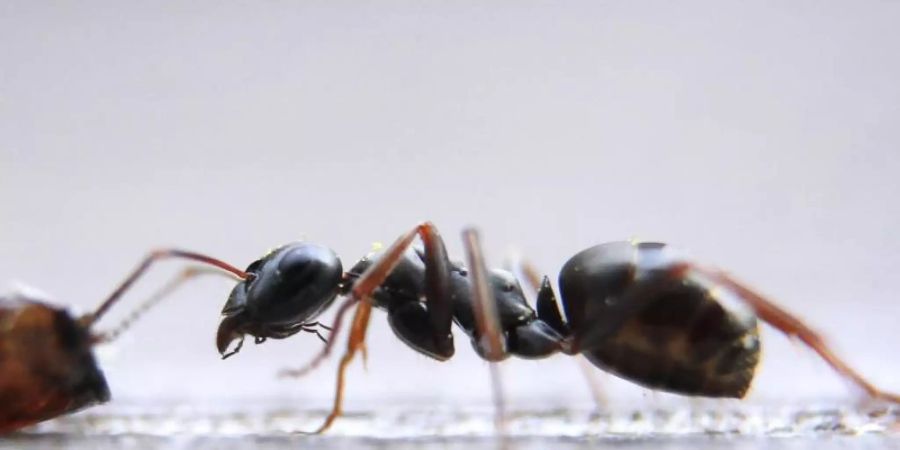 Der internationale Handel mit Ameisen als Haustiere boomt seit Jahren. Eine invasive Art könnte allerdings zur Bedrohung für heimische Arten werden. Foto: Karl-Josef Hildenbrand/dpa