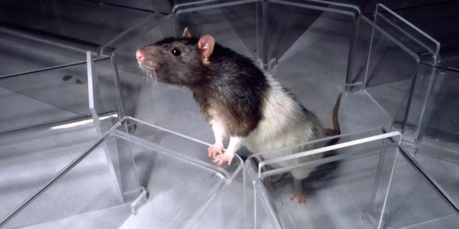 Tula Orthohantavirus Hantavirus