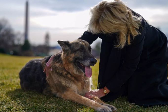 First Lady Jill Biden mit dem älteren der beiden Schäferhunde, «Champ». Joe Biden Hunde