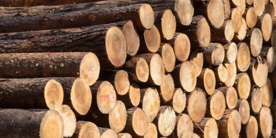 Kurioserweise führt gerade die geschwächte Widerstandskraft der Wälder in den nächsten Jahren zu einem kontinuierlichen Holz-Nachschub. Foto: Hendrik Schmidt/dpa-Zentralbild/dpa