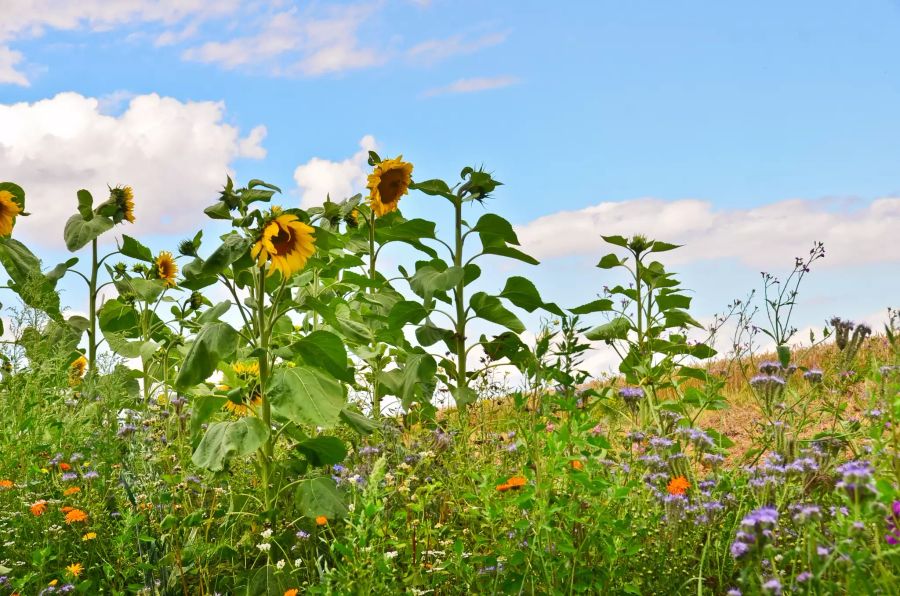 Sonnenblumen haben grosse Samen und können direkt in Töpfe gesät werden.