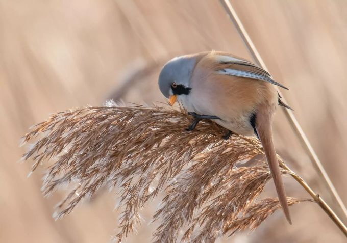 Bartmeise Vogel 2
