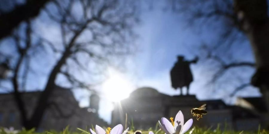 Bienen nehmen Anflug auf blühende Krokusse auf einem Grünstreifen in München. Foto: Angelika Warmuth/dpa