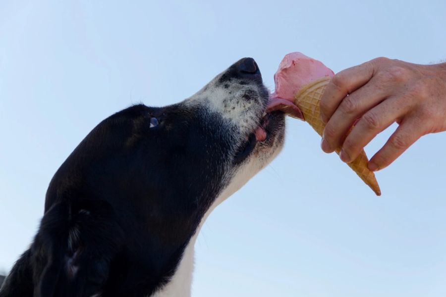 Hund schleckt Glace