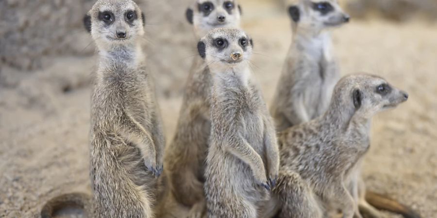 Die Erdmännchen im Zoo Zürich stehen im Mittelpunkt einer Forschungsarbeit.