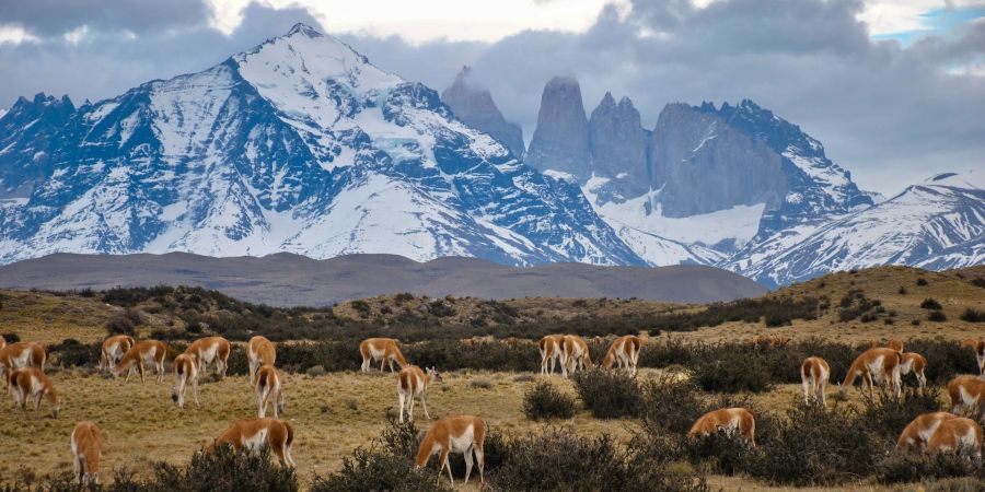 Guanakos Nationalpark Berge Gletscher Torres del Paine