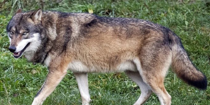 Schutzstatus nicht herabgestuft: Der Wolf bleibt «streng geschützt». (Archivbild) Schutzstatus nicht herabgestuft: Der Wolf bleibt «streng geschützt». (Archivbild)