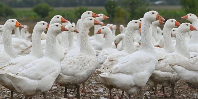 Gänse auf einem Freigelände eines landwirtschaftlichen Betriebs in Brandenburg. Gänse auf einem Freigelände eines landwirtschaftlichen Betriebs in Brandenburg.