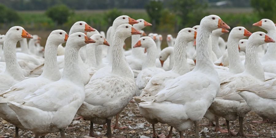 Gänse auf einem Freigelände eines landwirtschaftlichen Betriebs in Brandenburg.