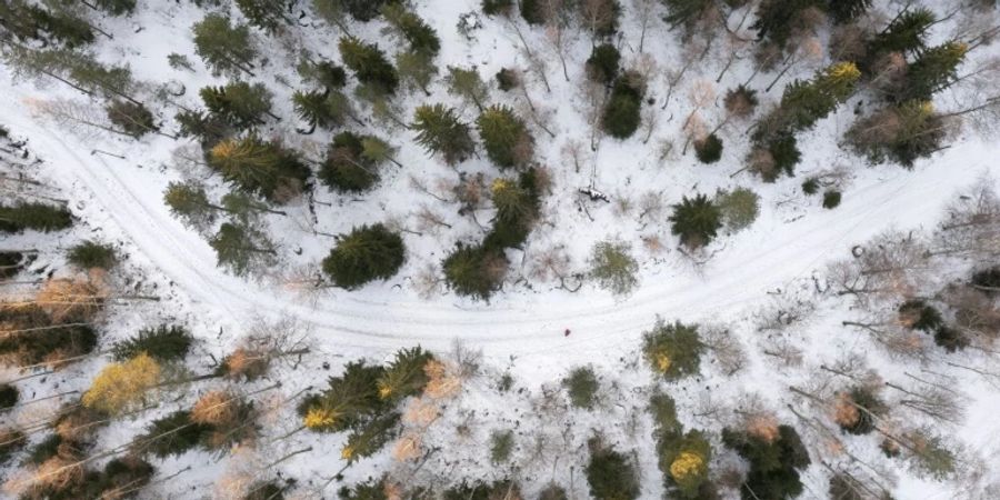 Birken- und Koniferenwald in Finnland