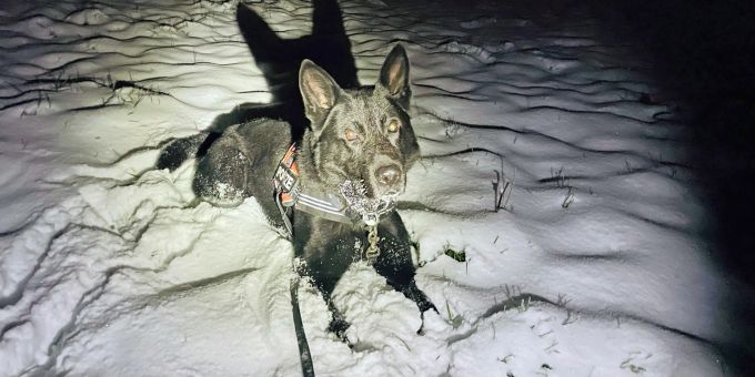 Der Luzerner Polizeihund Dodge spürten einen stark unterkühlten Mann in Willisau auf. Der Luzerner Polizeihund Dodge spürten einen unterkühlten Mann auf.