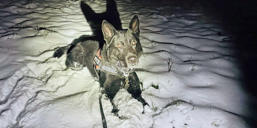 Der Luzerner Polizeihund Dodge spürten einen unterkühlten Mann auf.