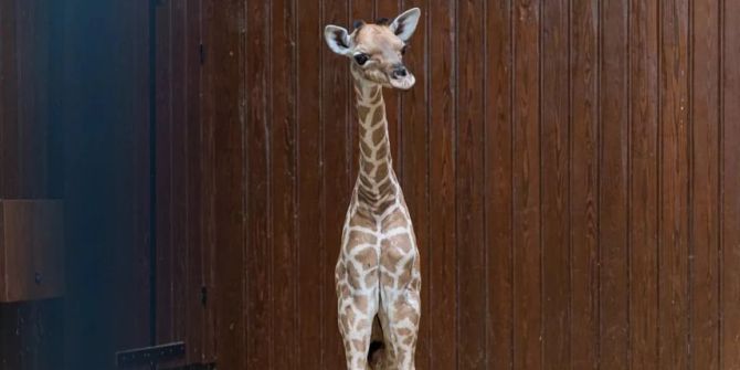 Giraffen Baby