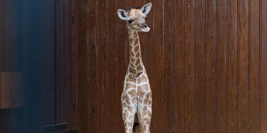 Giraffen Baby