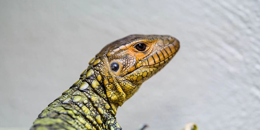 Eines der fünf Jungtiere bei den Krokodiltejus im Zoo Basel.