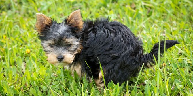 Hund Gras koten Exkremente