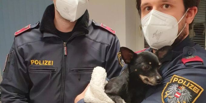 Der kleine Zwergpinscher auf dem Wiener Polizei-Posten. good news