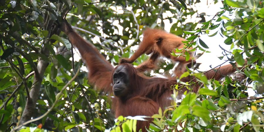 Eine Aufnahme von Orang-Utans im Norden der Insel Sumatra: In der freien Wildbahn leben Orang-Utans vor allem auf Bäumen - ein Lebensraum, der sich nur schlecht für Purzelbäume eignet.