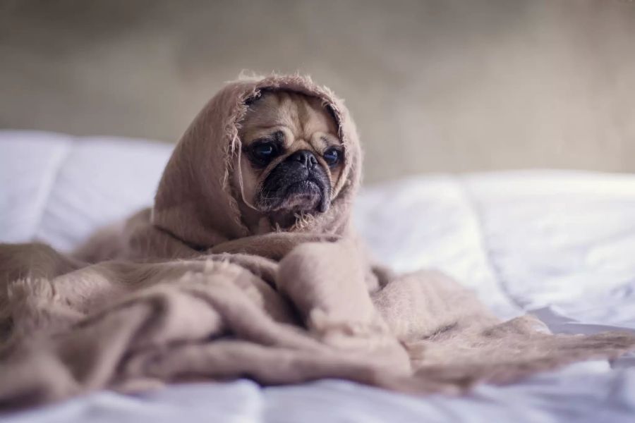 Hund in Decke gewickelt