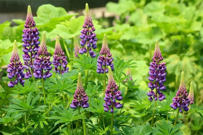 Die Lupinenpflanze. Lupine