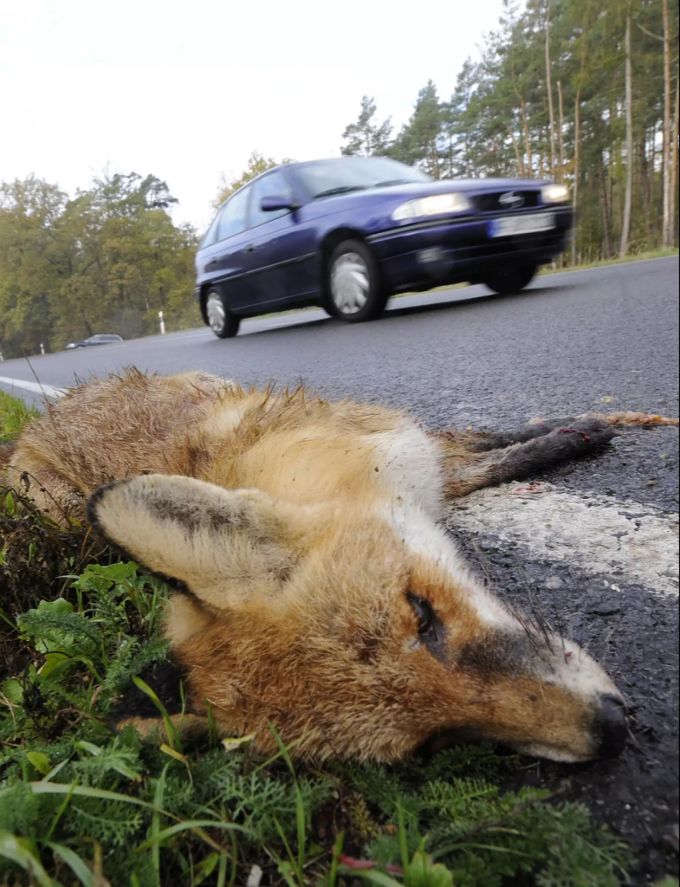 Angefahrene Tiere liegen oft halbtot ab Strassenrand. Tierquälerei