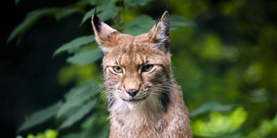 In freier Wildbahn sind die scheuen Luchse sehr schwierig zu beobachten. Hier ein Exemplar der Raubkatze im Waadtländer Zoo de Servion. (Symbolbild)