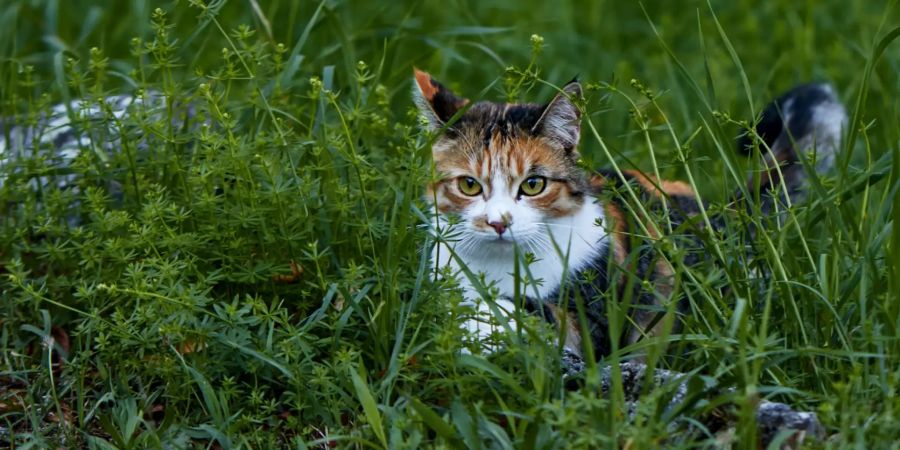 Katze im Gras