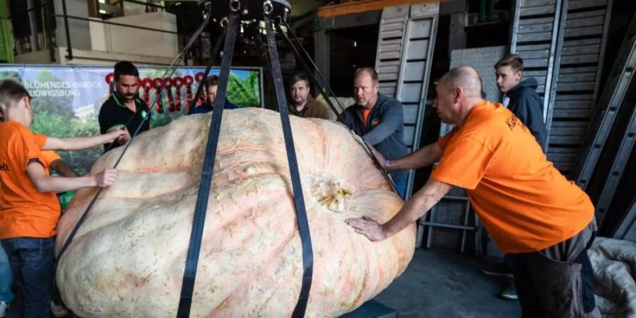 Der Kürbis des Italieners Stefano Cutrupi wird bei der Europameisterschaft im Kürbiswiegen von Helfern auf eine Waage gehievt. Foto: Christoph Schmidt/dpa