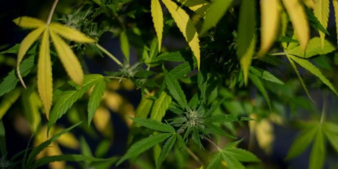 Symbolbild zu Cannabis als Rauschmittel. cannabis als rauschmittel