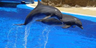 Ethisch vertretbar? - Das ist die Wahrheit hinter dem Delfin-Schwimmen