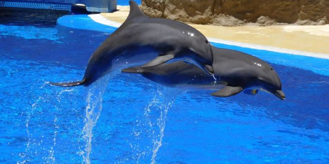 Delfine im Wasserpark können nicht artgerecht gehalten werden. zwei Delfine
