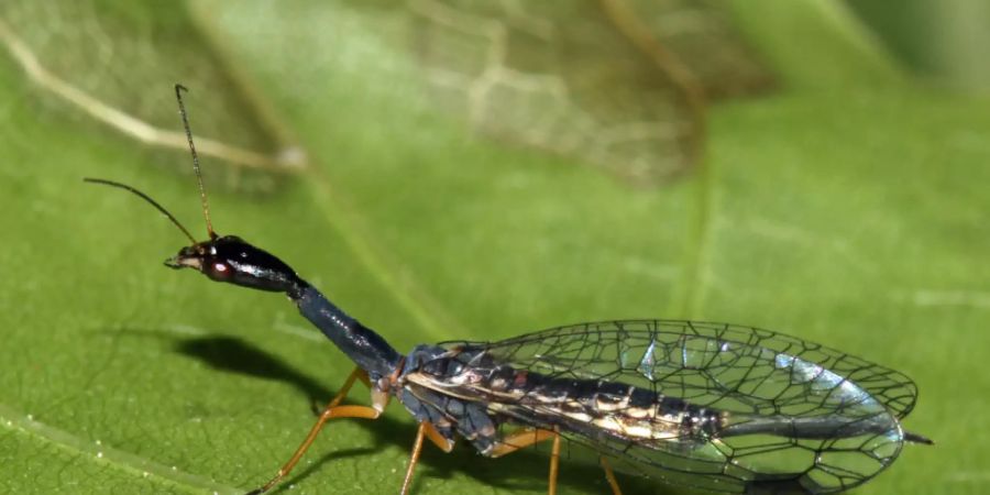 HANDOUT - Eine Schwarzhalsige Kamelhalsfliege (Venustoraphidia nigricollis). Sie hat einen auffallend langen Hals und glasklare Flügel - die Schwarzhalsige Kamelhalsfliege (Venustoraphidia nigricollis) wird das «Insekt des Jahres 2022». Foto: Harald Bruckner/Senckenberg/dpa - ACHTUNG: Nur zur redaktionellen Verwendung im Zusammenhang mit der aktuellen Berichterstattung und nur mit vollständiger Nennung des vorstehenden Credits