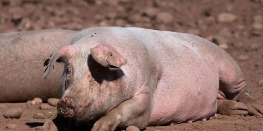 Schweine auf einem Bauernhof in Staffordshire. Foto: Joe Giddens/PA Wire/dpa