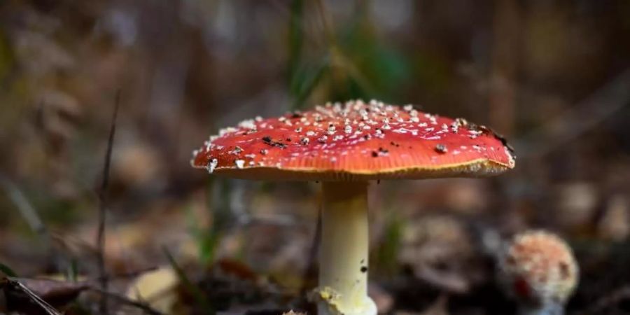Hübsch, aber giftig: der Fliegenpilz (Amanita muscaria). Foto: Hendrik Schmidt/dpa-Zentralbild/dpa