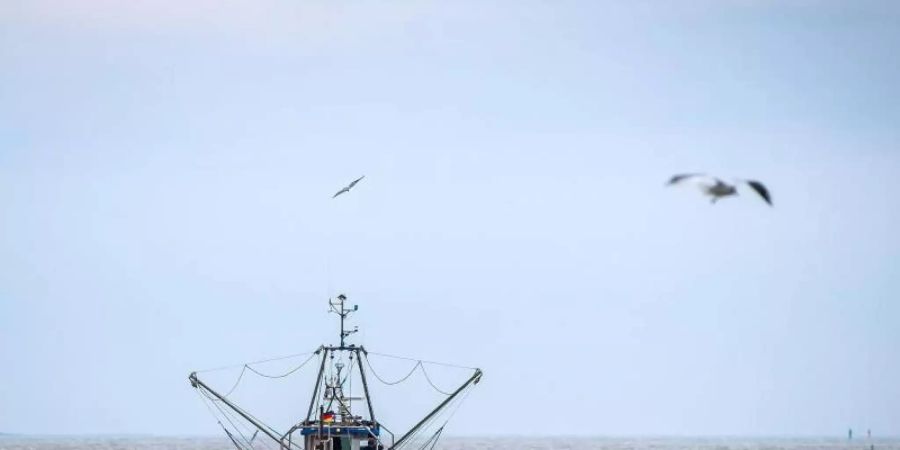 Ein Krabbenkutter auf der Nordsee. - Der Deutsche Fischereitag wird in nahe am Meer, in Emden, ausgetragen. Foto: Sina Schuldt/dpa