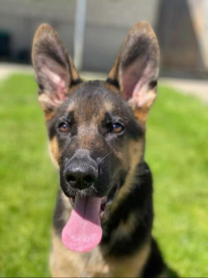 Unser Tier des Monats sollte unbedingt in die Hundeschule. Tier des Monats Tierheim Strubeli