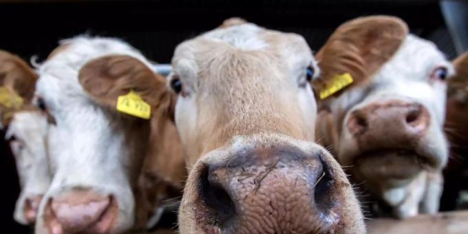 Essen/Mülheim - Aldi will Billigfleisch verbannen - Umstellung bis 2030