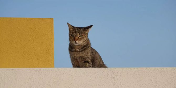 Katze auf Dach