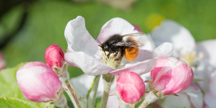 Biene auf Apfelblüte