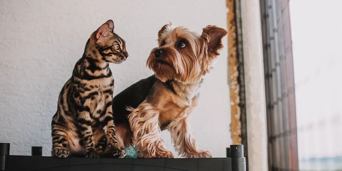 Katze An Hund Gewohnen Martin Rutter