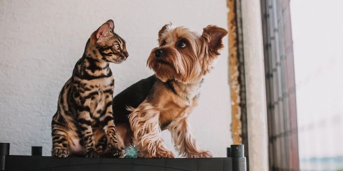 Zuhause für zwei - Hund und Katze aneinander gewöhnen? So klappt's