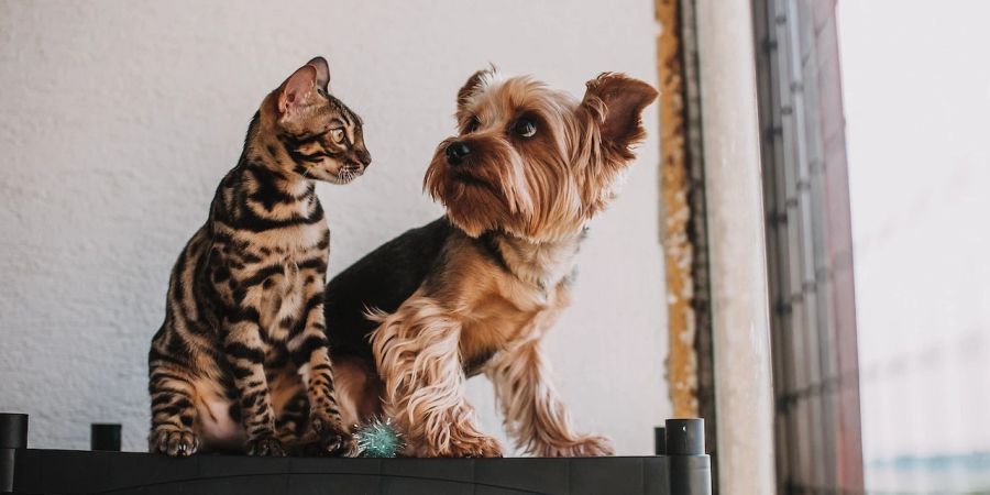 Mit der richtigen Vorbereitung können aus Hund und Katze beste Freunde werden.