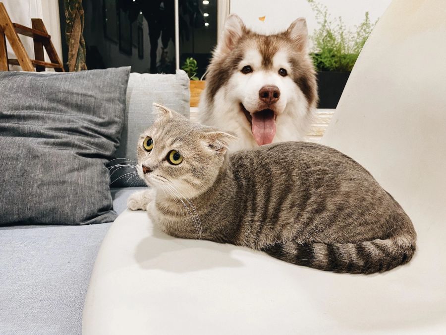 Husky und Katze