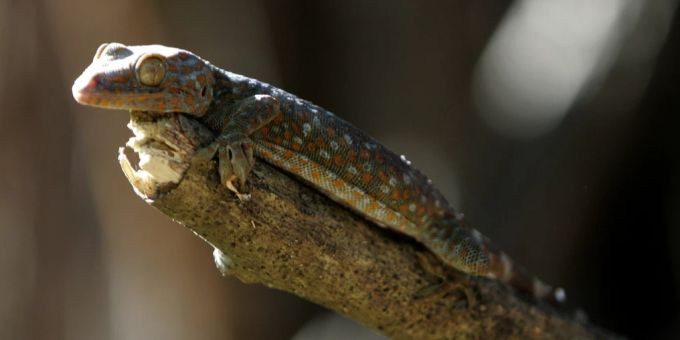 89 Reptilien hatte ein Fluggast am Wiener Flughafen dabei. (Symbolbild) Flughafen